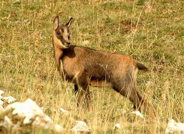 Camoscio d''Abruzzo Rupicapra pyrenaica ornata